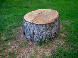 How Our Tree Care Process Works  in  Wendell, NC
