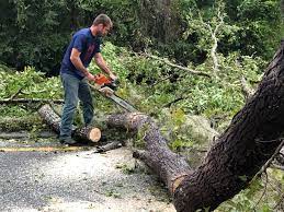 Best Arborist Consultation Services  in Wendell, NC
